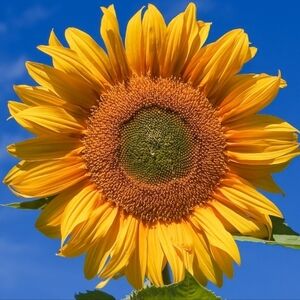 Meet your Posher, Yareli